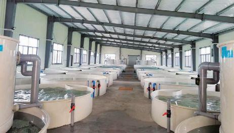 科技赋能农业 工厂化养鱼，养出没有腥味的好鱼